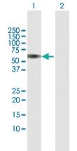 Anti-CEP55 Rabbit Polyclonal Antibody