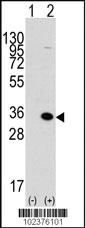 Anti-MBD3 Rabbit Polyclonal Antibody