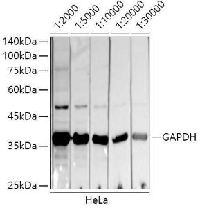 Western blot analysis of extracts of HeLa cells, using Donkey Anti-Mouse IgG H&L Antibody (HRP) (A17351) at 1:2000-1:30000 dilution. Lysates/proteins were present at 25 µg per laneThe blocking buffer used was 3% non-fat dry milk in TBST. Detection was with a ECL Basic Kit