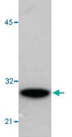 Anti-GST tag Monoclonal Antibody [clone: GST.B6/G2R]