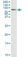 Anti-CEP55 Rabbit Polyclonal Antibody