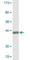 Anti-PCDHGC3 Mouse Monoclonal Antibody [clone: 3F10]