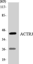 Western blot analysis of the lysates from COLO205 cells using Anti-ACTR3 Antibody