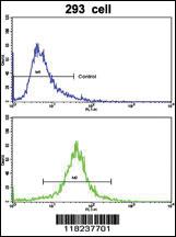 Anti-IDH1 Rabbit Polyclonal Antibody