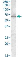 Anti-MTM1 Goat Polyclonal Antibody