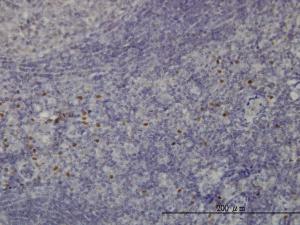 Anti-TCF12 Mouse Monoclonal Antibody [clone: 2E9]