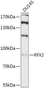 Antibody A307419-100 100 µl