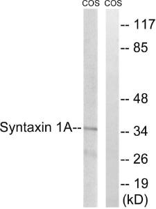 Anti-Syntaxin 1a Rabbit Polyclonal Antibody