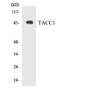 Western blot analysis of the lysates from HeLa cells using Anti-TACC1 Antibody