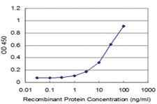 Anti-RAB43 Mouse Monoclonal Antibody [clone: 4C11]