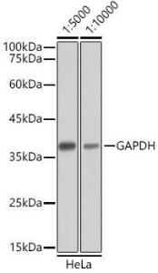 Western blot analysis of extracts of HeLa cells, using Goat Anti-Mouse IgG H&L Antibody (HRP) (A17352) at 1:5000/1:10000 dilution. Lysates/proteins were present at 25 µg per laneThe blocking buffer used was 3% non-fat dry milk in TBST. Detection was with a ECL Basic Kit