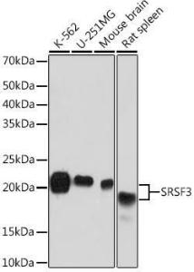 Western blot analysis of extracts of various cell lines, using Anti-SRSF3 Antibody [ARC1394] (A307421) at 1:1,000 dilution