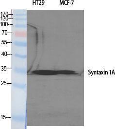 Anti-Syntaxin 1a Rabbit Polyclonal Antibody