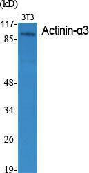 Western blot analysis of various cells using Anti-ACTN3 Antibody