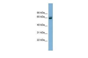 Anti-SLFN12 Rabbit Polyclonal Antibody