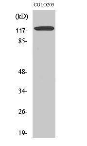 Western blot analysis of various cells using Anti-Ob-R Antibody