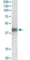 Anti-DUSP1 Goat Polyclonal Antibody