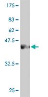 Anti-PCDHGC3 Mouse Monoclonal Antibody [clone: 3A1]