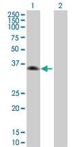 Anti-ZSCAN26 Mouse Polyclonal Antibody