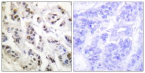 Anti-Lamin A and C antibody