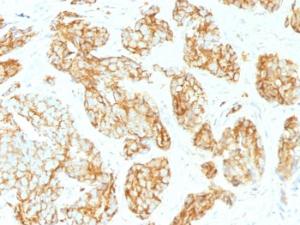 Anti-CD44v9 Mouse Monoclonal Antibody [clone: CD44v9/1459]