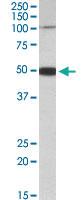 Anti-PTCHD1 Goat Polyclonal Antibody