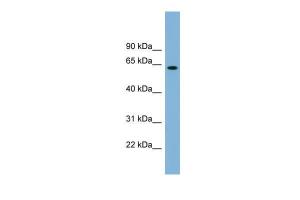 Anti-SLFN12 Rabbit Polyclonal Antibody