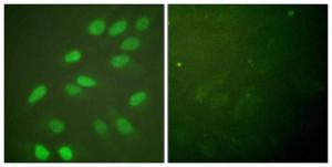 Anti-Lamin A and C antibody