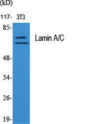 Anti-Lamin A and C antibody