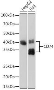 Western blot analysis of extracts of various cell lines, using Anti-CD74 Antibody [ARC1452] (A307423) at 1:1000 dilution. The secondary Antibody was Goat Anti-Rabbit IgG H&L Antibody (HRP) at 1:10000 dilution. Lysates/proteins were present at 25 µg per lane