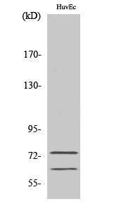 Anti-Lamin A and C antibody