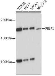 Western blot analysis of extracts of various cell lines, using Anti-PELP1 Antibody [ARC1387] (A305770) at 1:1,000 dilution