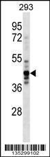 Anti-NUDC Rabbit Polyclonal Antibody (AP (Alkaline Phosphatase))