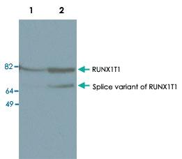 Anti-RUNX1T1 Polyclonal Antibody