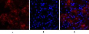 Anti-Lamin A and C antibody