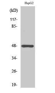 Western blot analysis of various cells using Anti-STRAD Antibody