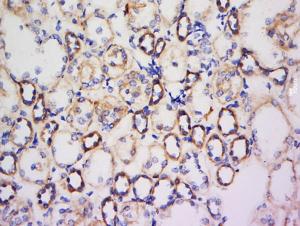 Anti-FAM150A Rabbit Polyclonal Antibody