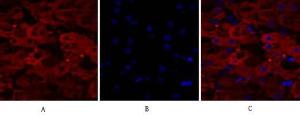 Anti-Lamin A and C antibody