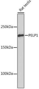 Western blot analysis of extracts of Rat testis, using Anti-PELP1 Antibody [ARC1387] (A305770) at 1:1,000 dilution