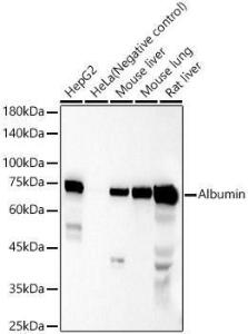 Western blot analysis of variou