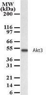 Anti-AKT3 Rabbit Polyclonal Antibody