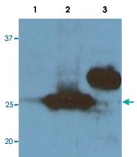 Anti-RFP tag Monoclonal Antibody [clone: RF5R]