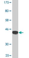 Anti-PCDHGC3 Mouse Monoclonal Antibody [clone: 1E7]