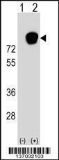 Anti-HNRNPR Rabbit Polyclonal Antibody (Biotin)