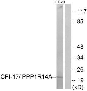 Western blot analysis of lysates from HT-29 cells using Anti-CPI17 alpha Antibody. The right hand lane represents a negative control, where the antibody is blocked by the immunising peptide