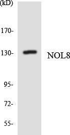 Western blot analysis of the lysates from HepG2 cells using Anti-NOL8 Antibody