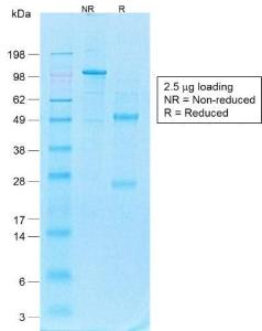 Anti-CD44v4 antibody