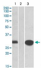 Anti-MID1IP1 Goat Polyclonal Antibody