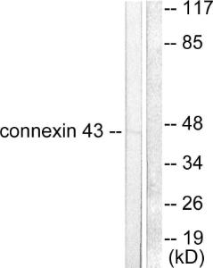 Antibody A94338-100