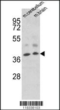 Anti-POU2F2 Rabbit Polyclonal Antibody